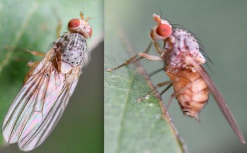 Réf. 268 943 : Meiosimyza pallidiventris
